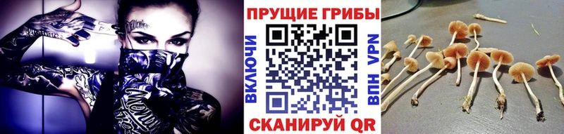 где продают наркотики  Аргун  Псилоцибиновые грибы Magic Shrooms 